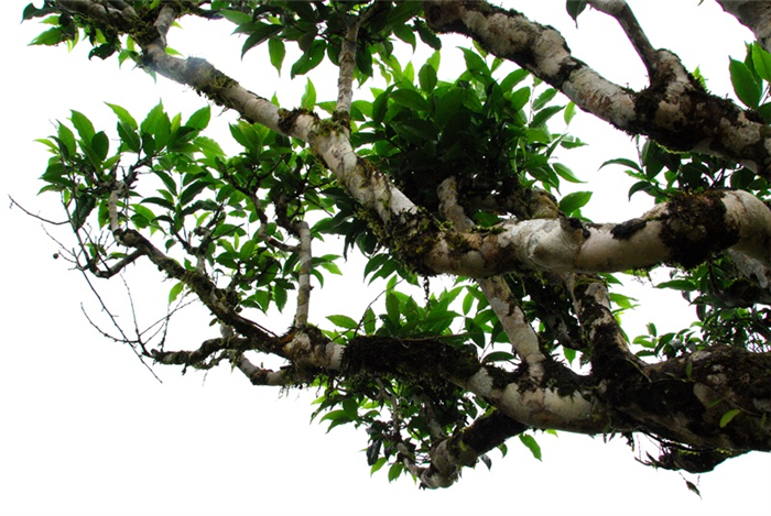 Дикое чайное дерево, Ха Джианг
