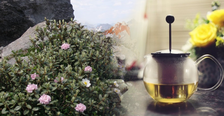 Чай Саган Дайля Полезные Свойства И Противопоказания - основные характеристики