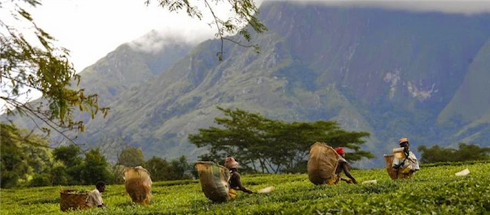 malawi-tea-picking-2