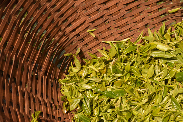 Собранные с осторожностью, эти листья будут использованы для приготовления белого чая в Дарджилинге.