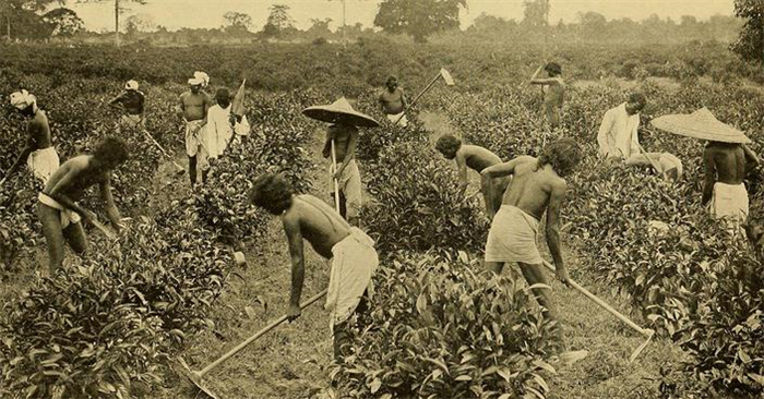Чайные рабочие в Ассаме, Индия (Источник изображения: Библиотека Конгресса США)