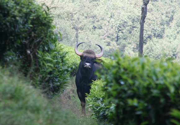 Дикие бизоны на холмах. Источники: Чайное поместье Чамрадж