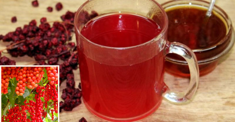 Чай Из Листьев Лимонника Китайского Как Приготовить - разбор вопроса