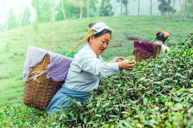 В большинстве чайных садов производители работают в тандеме с природой, включая вредителей (Фото любезно предоставлено: Раджат Сарки)