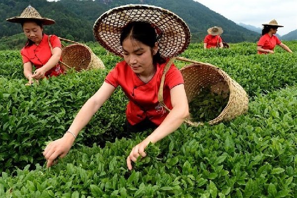 Да Хун Пао Чай Зеленый Или Черный - обзор