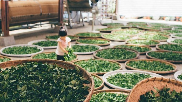 Как Заваривать Зеленый Чай Правильно В Чайнике - советы