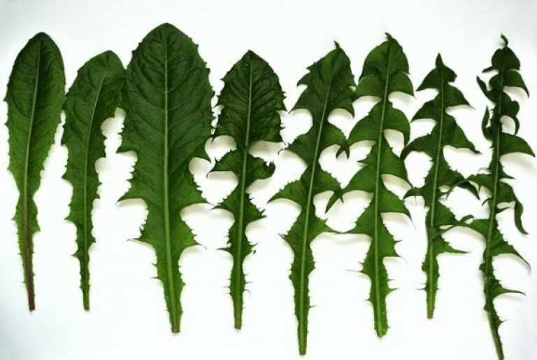 Какие Растения Можно Использовать Чтобы Заварить Чай - детально о чае