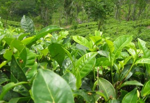 Молочный Улун Это Зеленый Чай Или Черный - основные характеристики