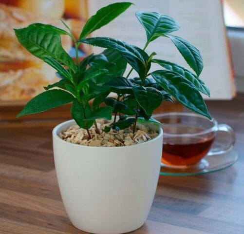 Можно Ли Вырастить Чай В Домашних Условиях - описание