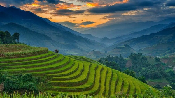 Рисовые Террасы В Му Кан Чай Вьетнам - детально о чае