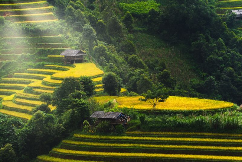Рисовые Террасы В Му Кан Чай Вьетнам - детально о чае