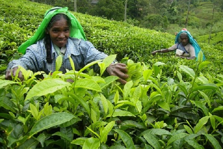 Цейлонский Чай Из Шри Ланки Все Фирмы - подробнее о чае