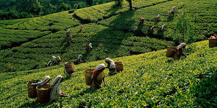 Цейлонский Чай Из Шри Ланки Все Фирмы - подробнее о чае