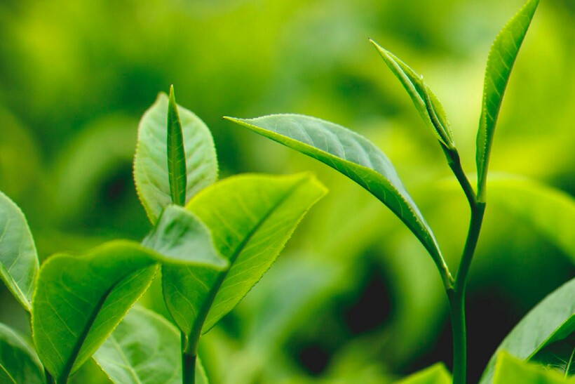 Производство Зеленого Байхового Чая Не Предусматривает Операции - описание и основные характеристики