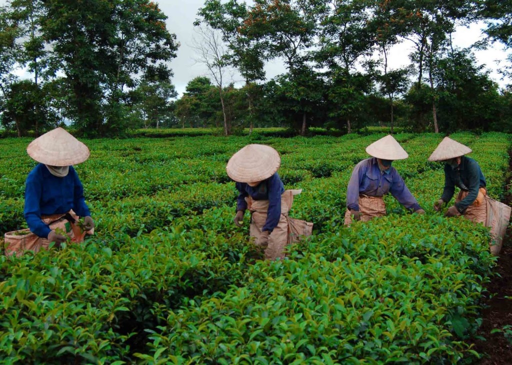 Доклад О Китайском Чае Как Его Выращивают - детально о чае