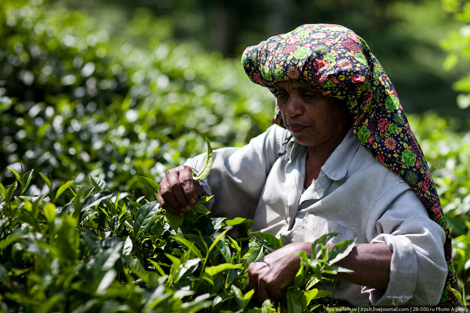Когда Собирают Урожай Чая На Шри Ланке - детально о чае