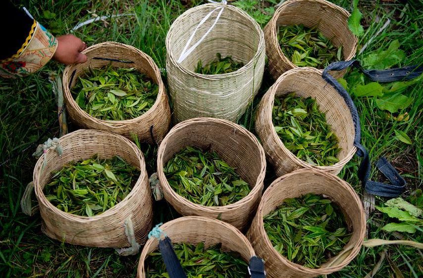Когда Собирают Урожай Чая На Шри Ланке - детально о чае